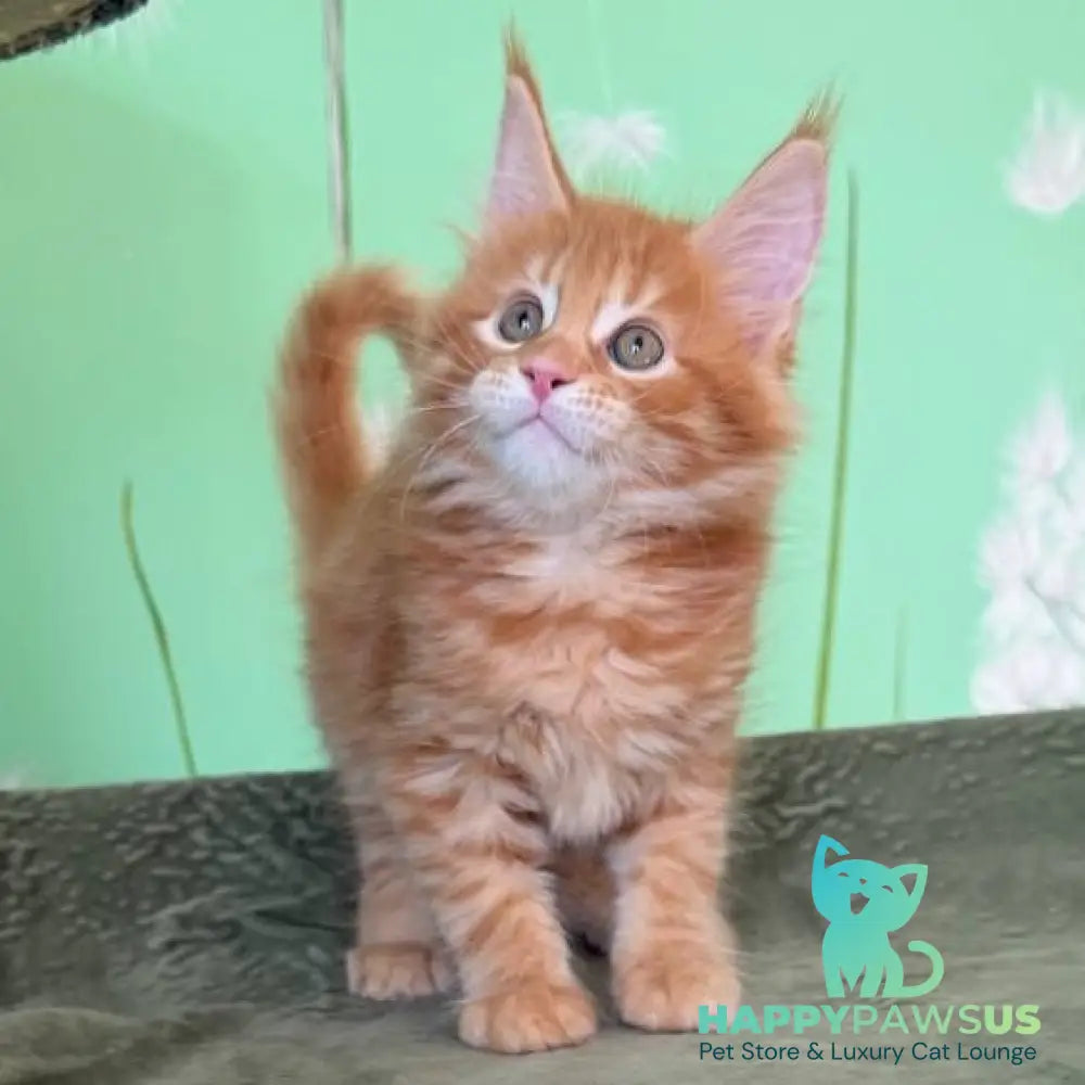 Alex Maine Coon male red tabby - live animals