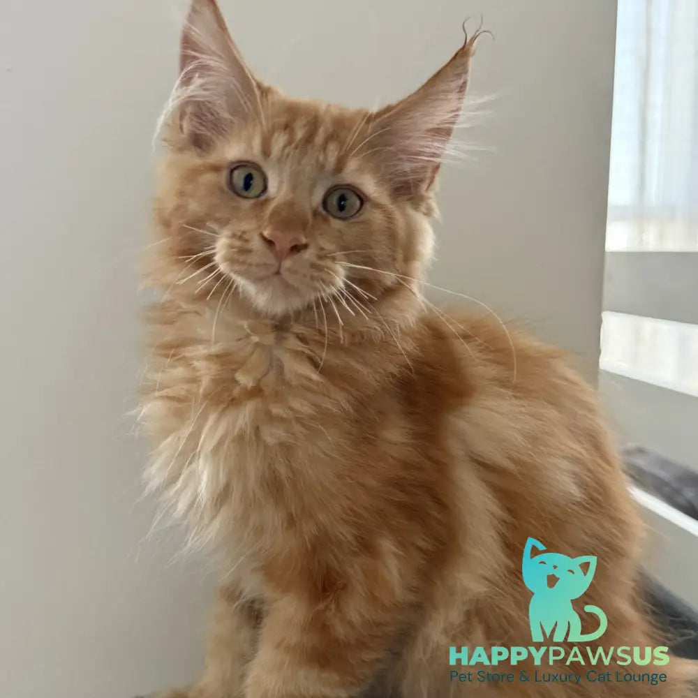 Alex Maine Coon male red tabby - live animals