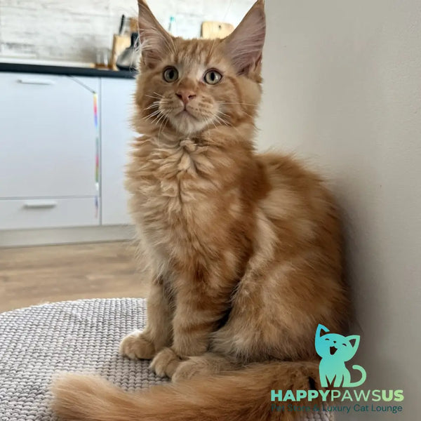 Alex Maine Coon male red tabby - live animals