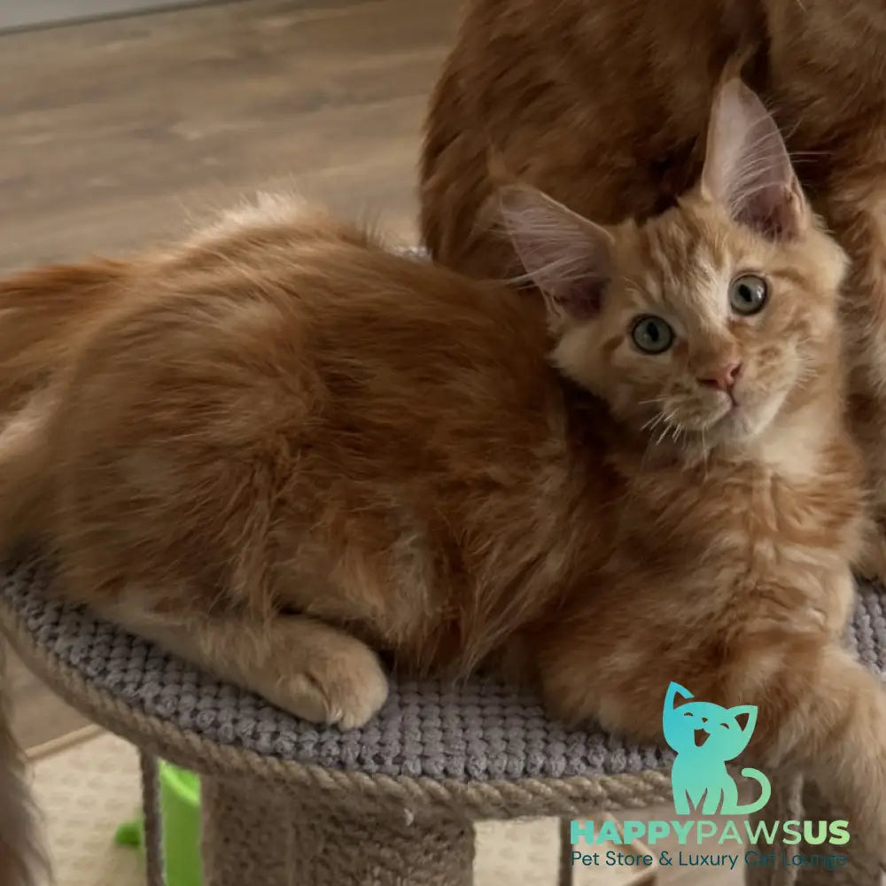 Alex Maine Coon male red tabby - live animals