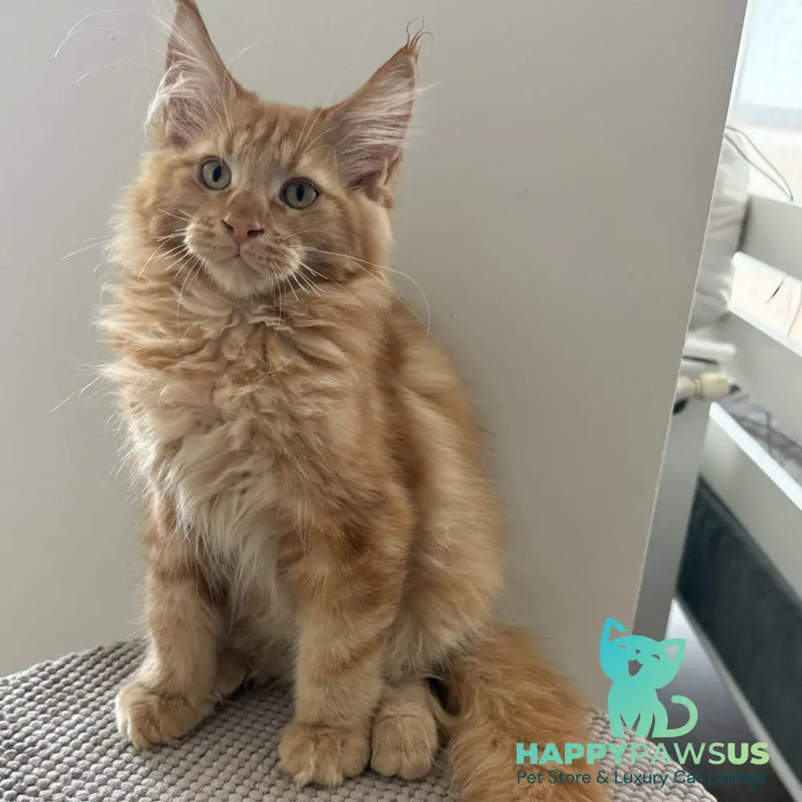 Alex Maine Coon male red tabby - live animals