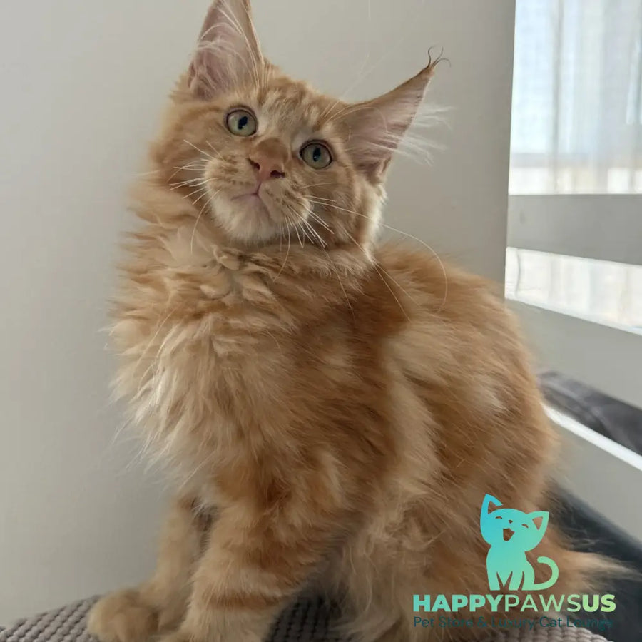 Alex Maine Coon male red tabby - live animals