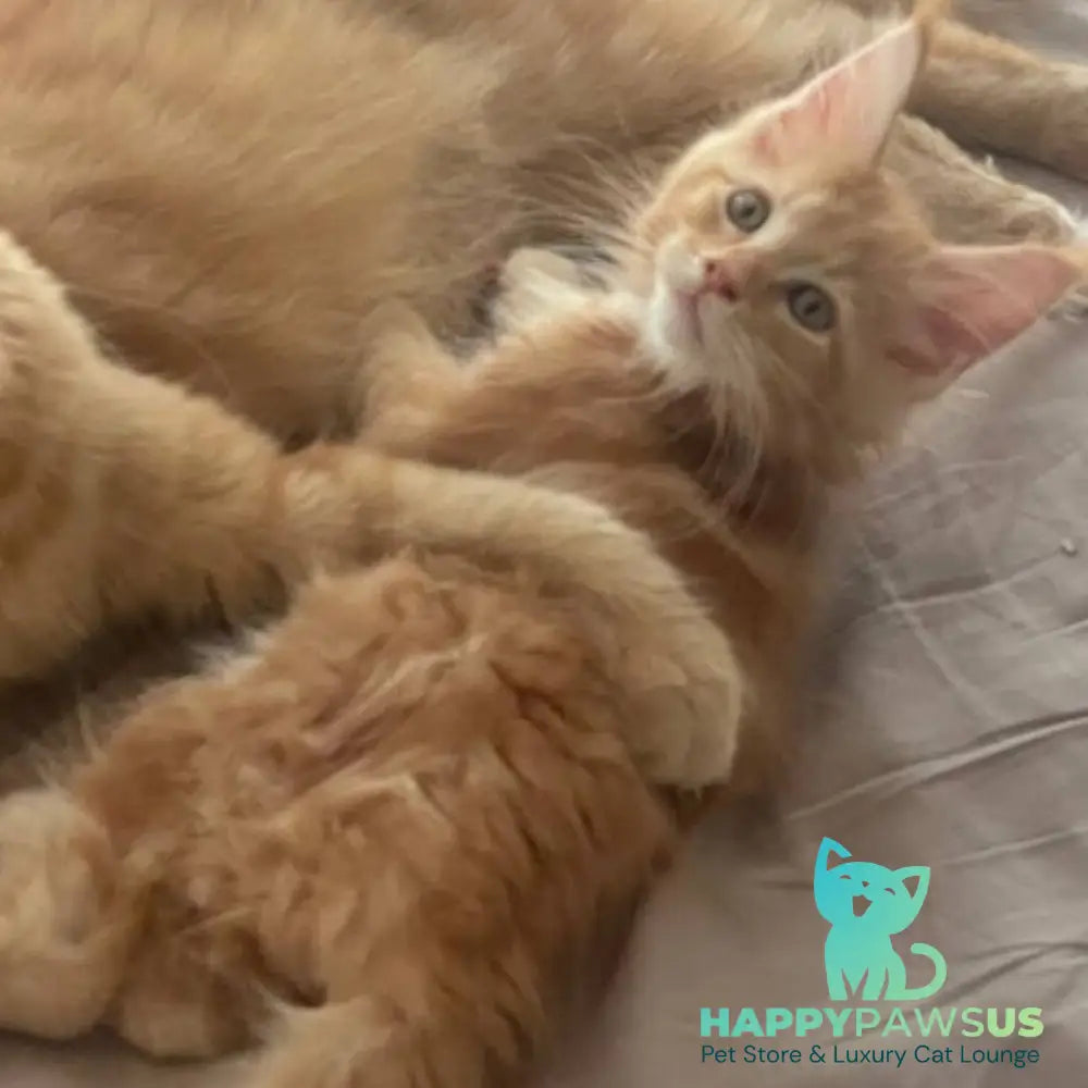 Alex Maine Coon male red tabby - live animals