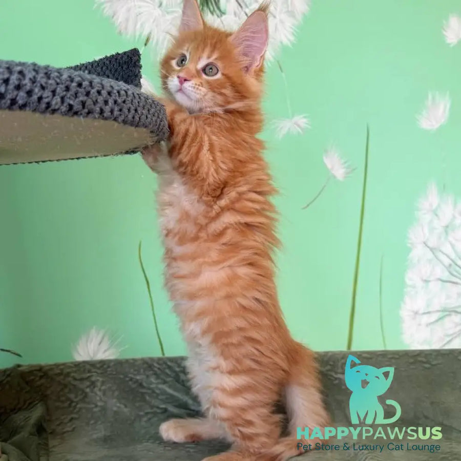 Alex Maine Coon male red tabby - live animals