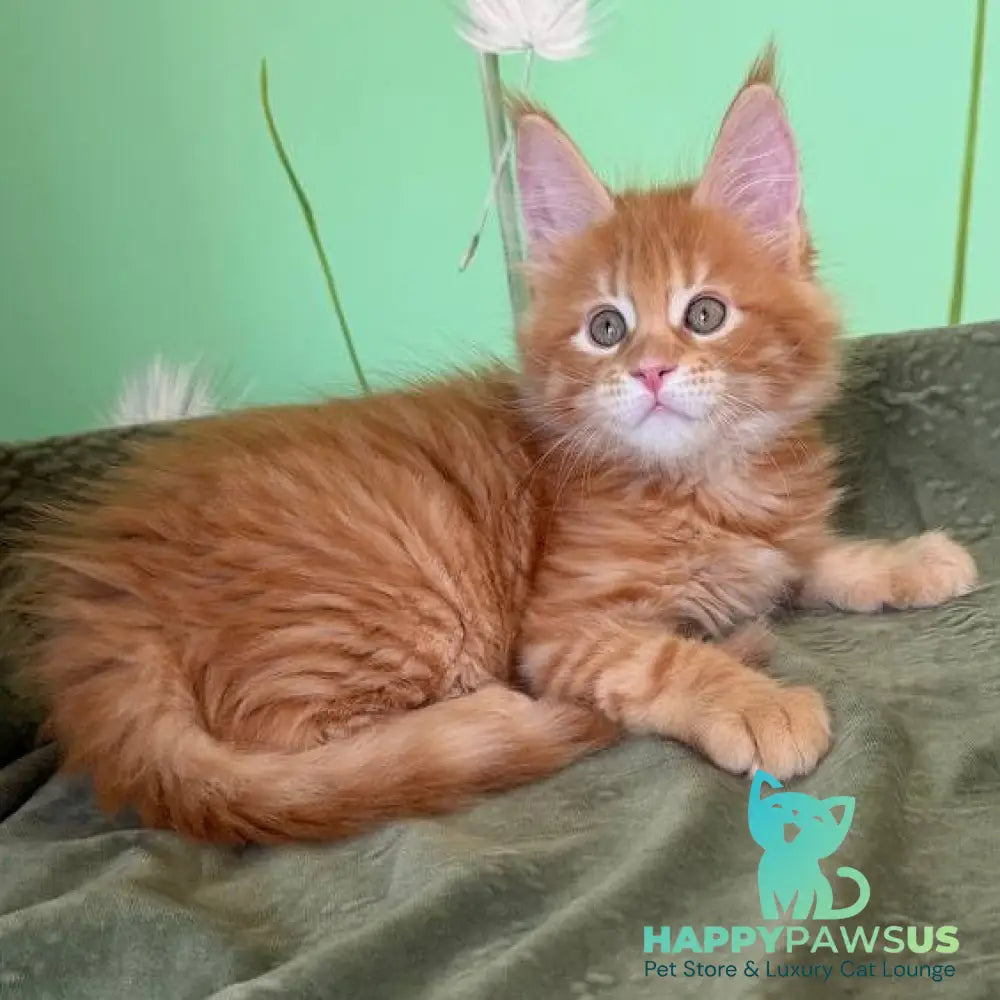 Alex Maine Coon male red tabby - live animals