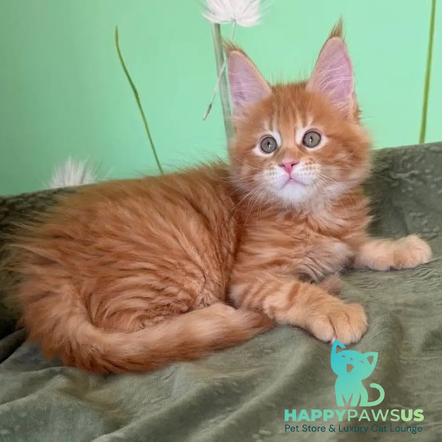 Alex Maine Coon male red tabby - live animals