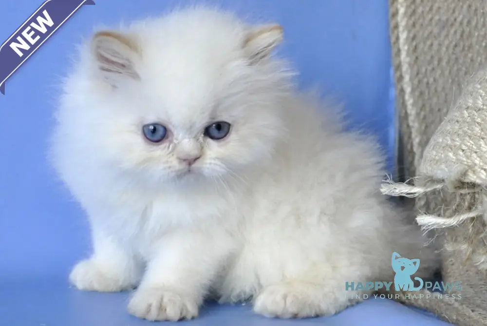 Alex Persian male cream pointed live animals