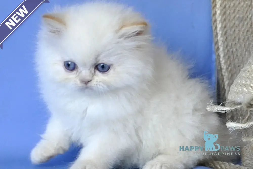 Alex Persian male cream pointed live animals