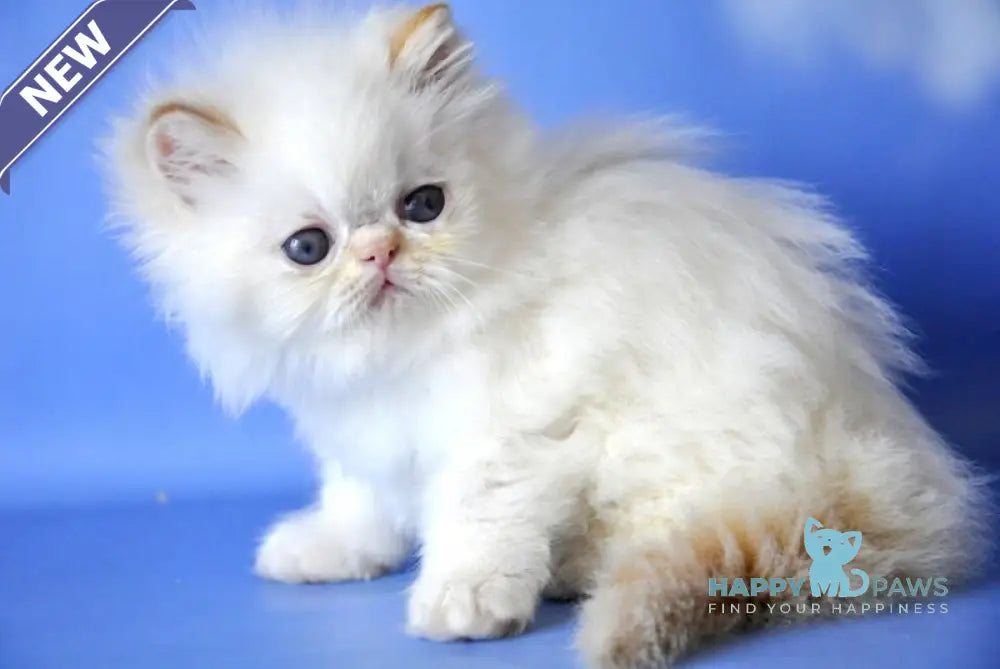 Alex Persian male red pointed live animals