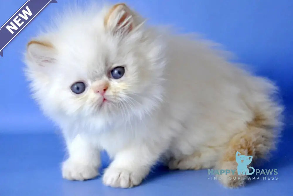 Alex Persian male red pointed live animals