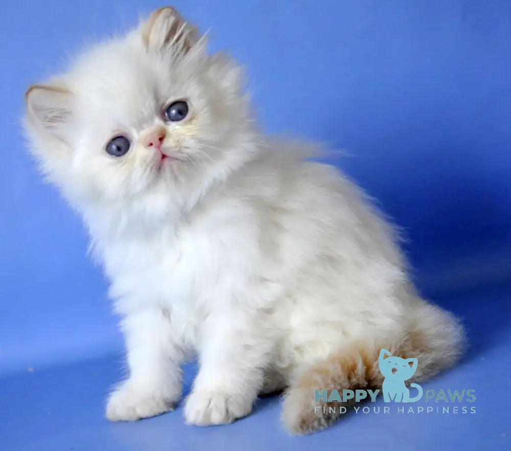 Alex Persian male red pointed live animals