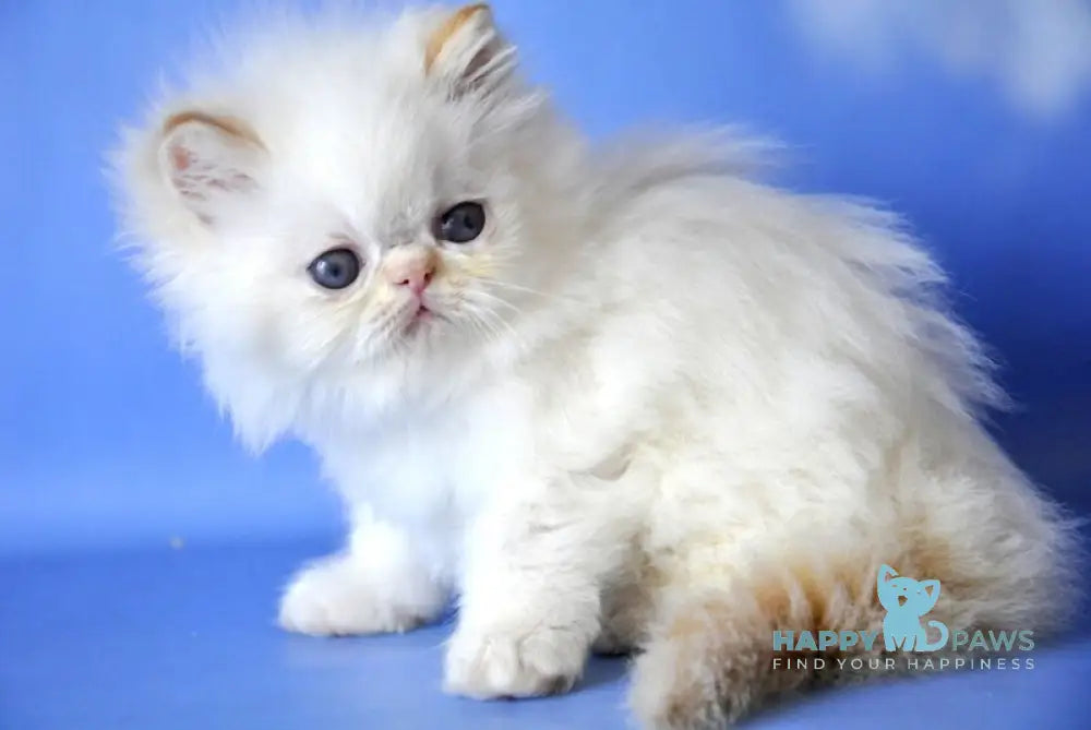 Alex Persian male red pointed live animals