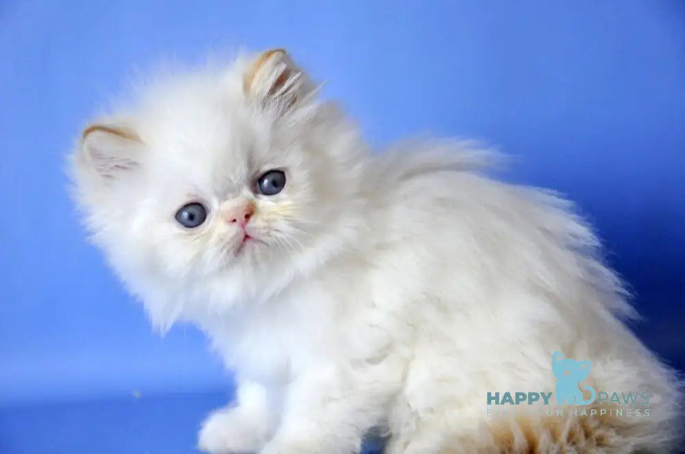 Alex Persian male red pointed live animals