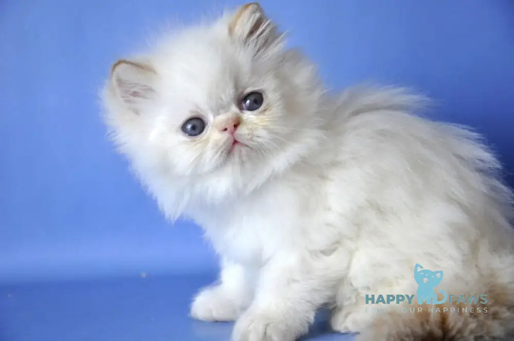 Alex Persian male red pointed live animals