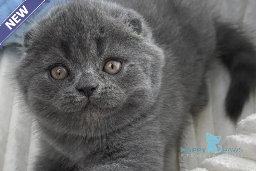 Alex Scottish Fold male blue live animals