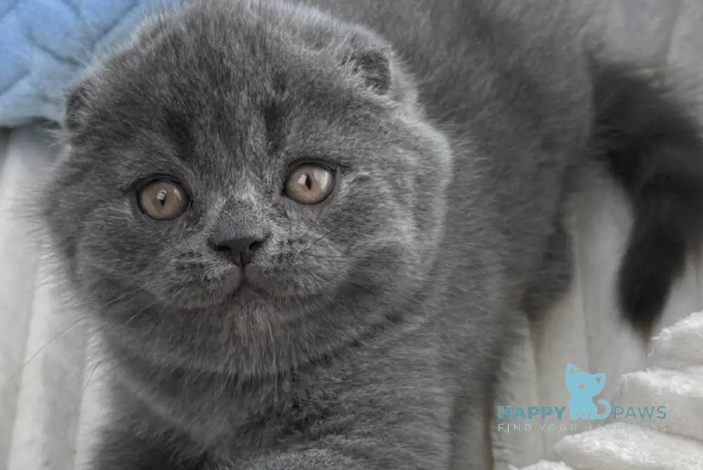Alex Scottish Fold male blue live animals