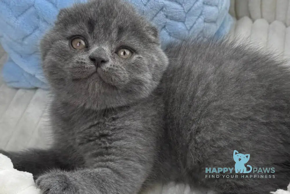Alex Scottish Fold male blue live animals