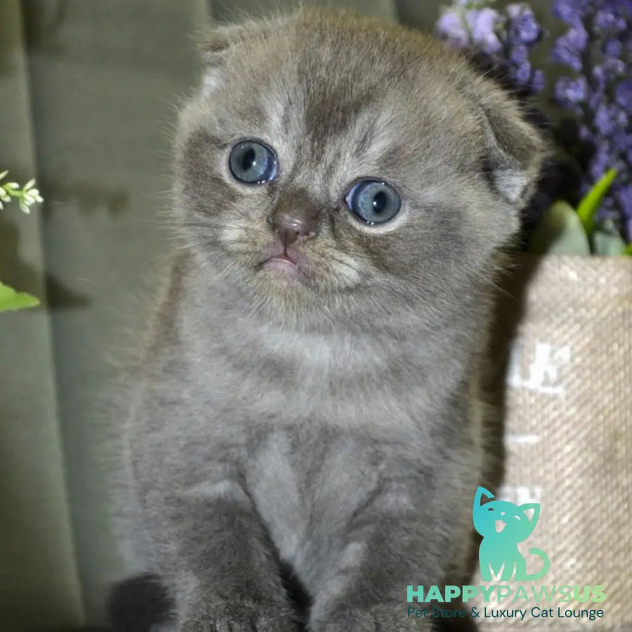 Alex Scottish Fold male blue ticked tabby - live animals