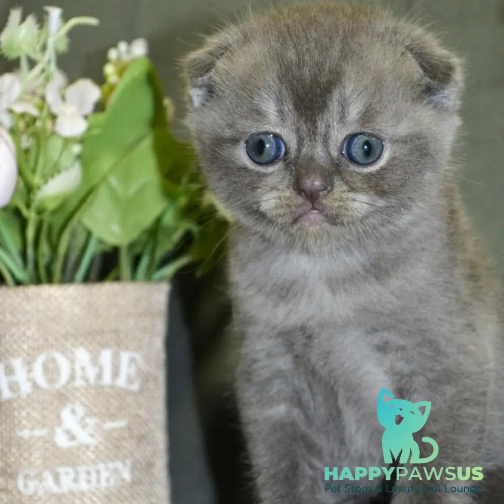 Alex Scottish Fold male blue ticked tabby - live animals
