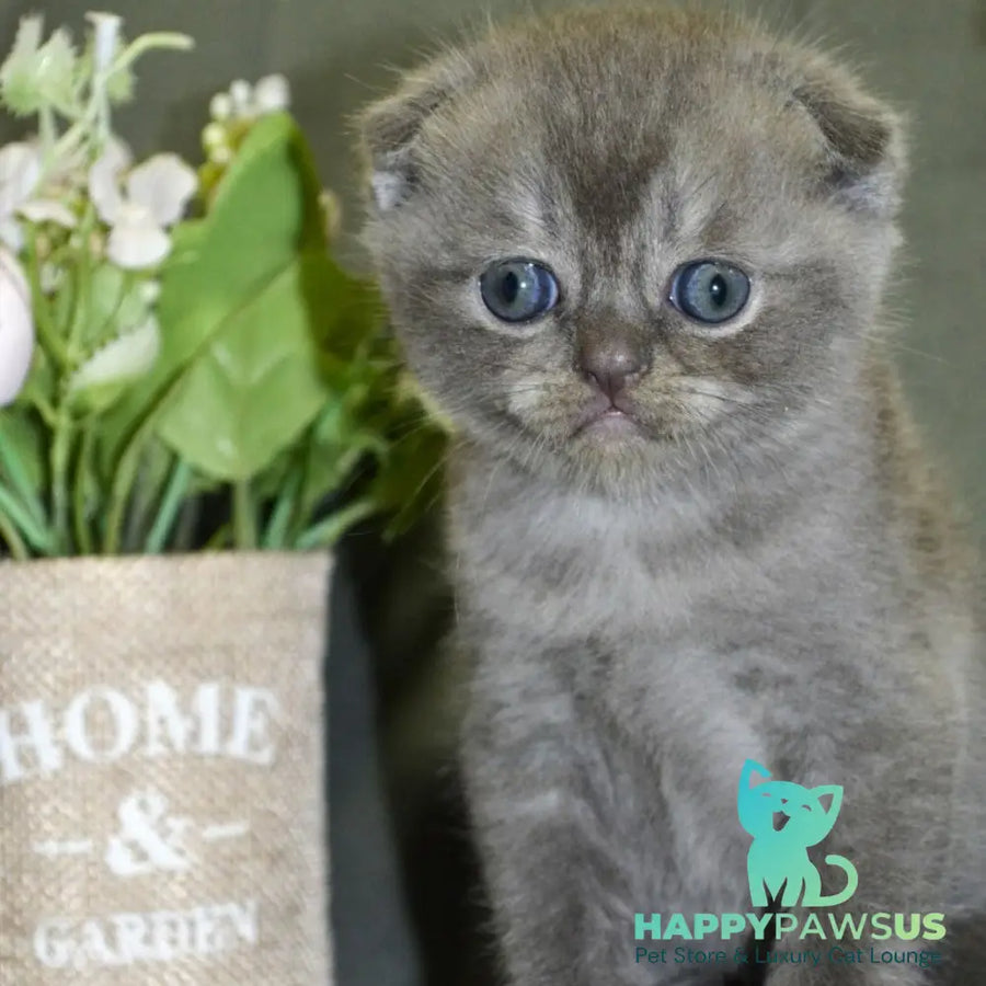 Alex Scottish Fold male blue ticked tabby - live animals