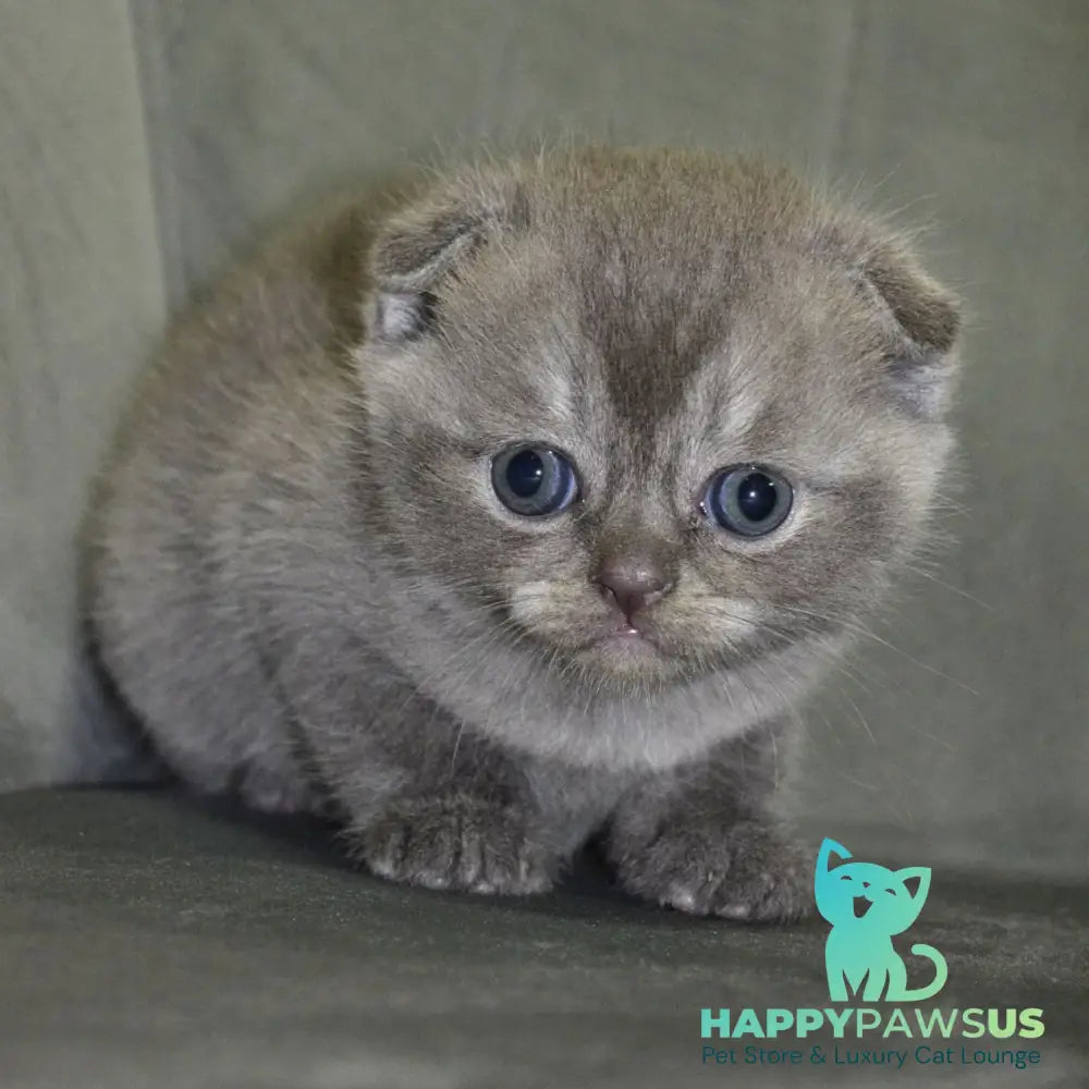 Alex Scottish Fold male blue ticked tabby - live animals