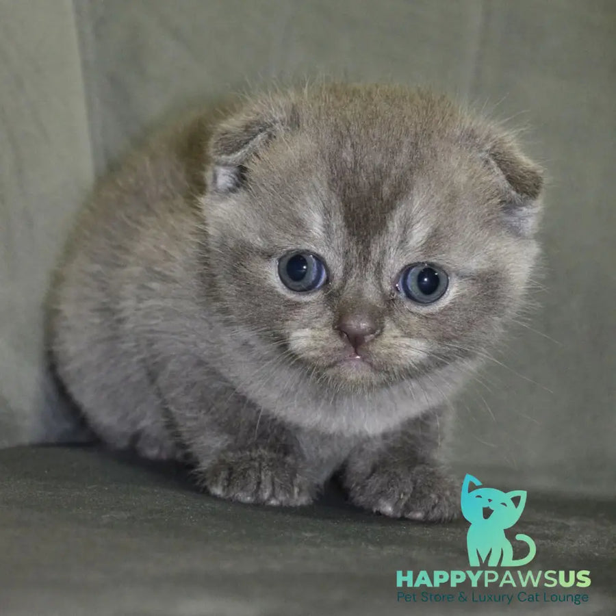 Alex Scottish Fold male blue ticked tabby - live animals