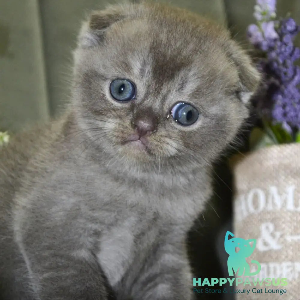 Alex Scottish Fold male blue ticked tabby - live animals