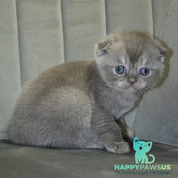 Alex Scottish Fold male blue ticked tabby - live animals