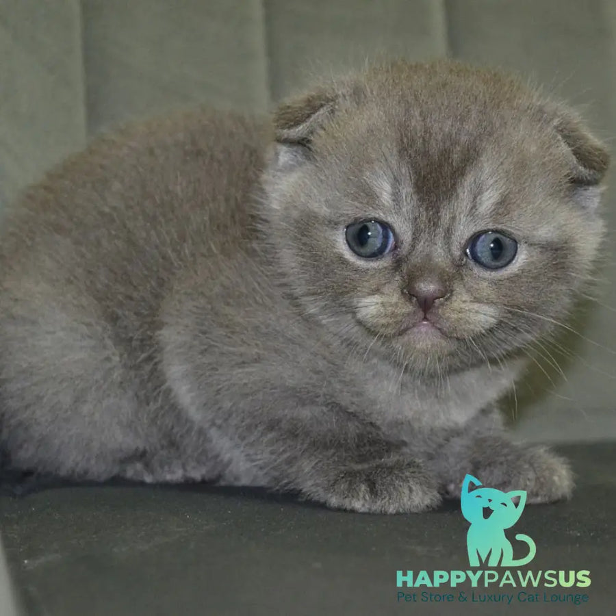 Alex Scottish Fold male blue ticked tabby - live animals