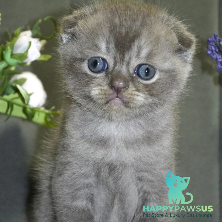 Alex Scottish Fold male blue ticked tabby - live animals
