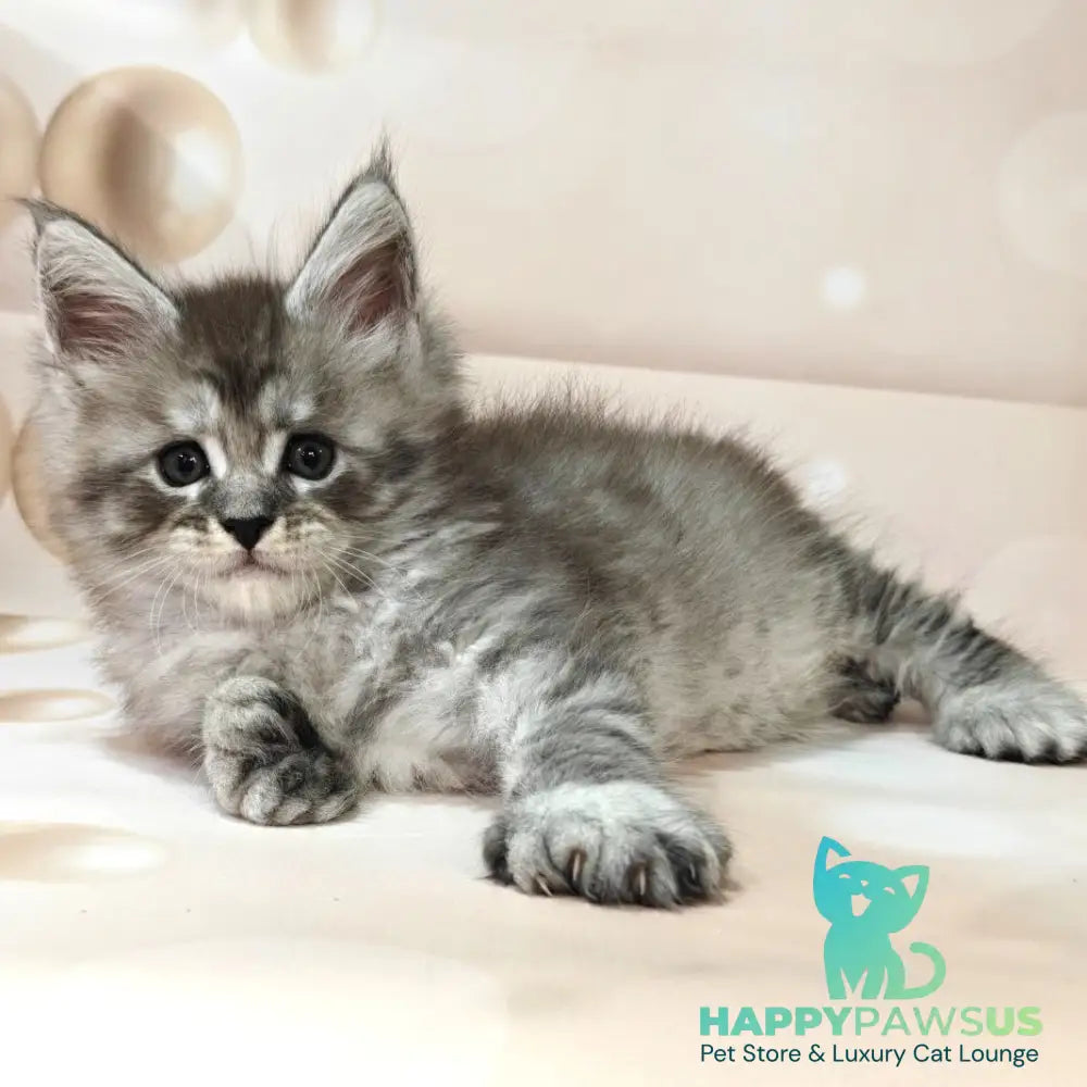Alexander Maine Coon polydactyl 6x6x6x6 male black silver ticked tabby - live animals