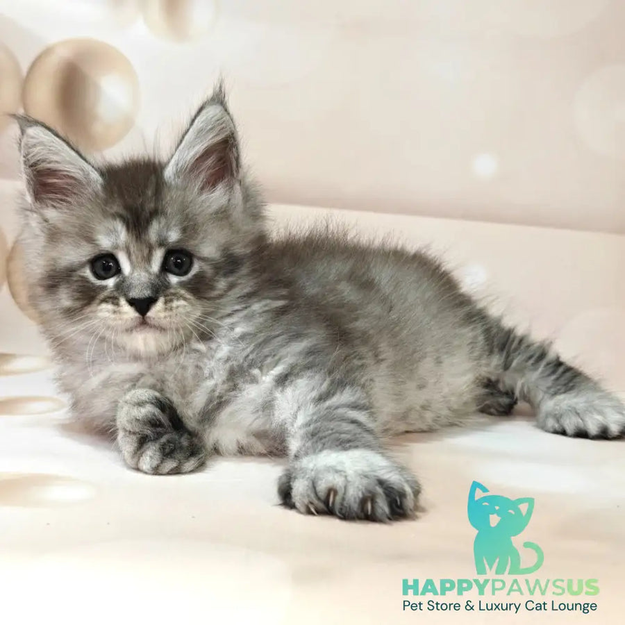 Alexander Maine Coon polydactyl 6x6x6x6 male black silver ticked tabby - live animals