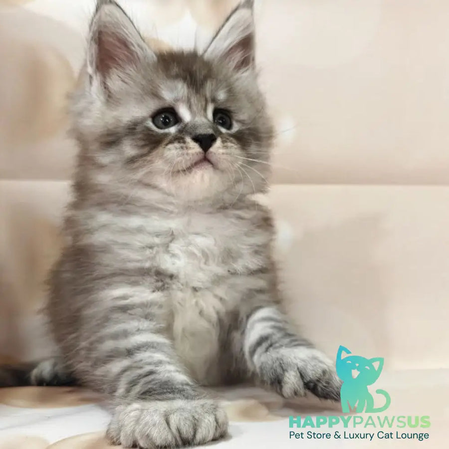 Alexander Maine Coon polydactyl 6x6x6x6 male black silver ticked tabby - live animals