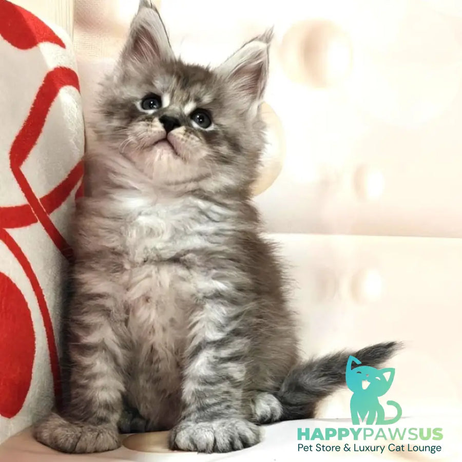 Alexander Maine Coon polydactyl 6x6x6x6 male black silver ticked tabby - live animals