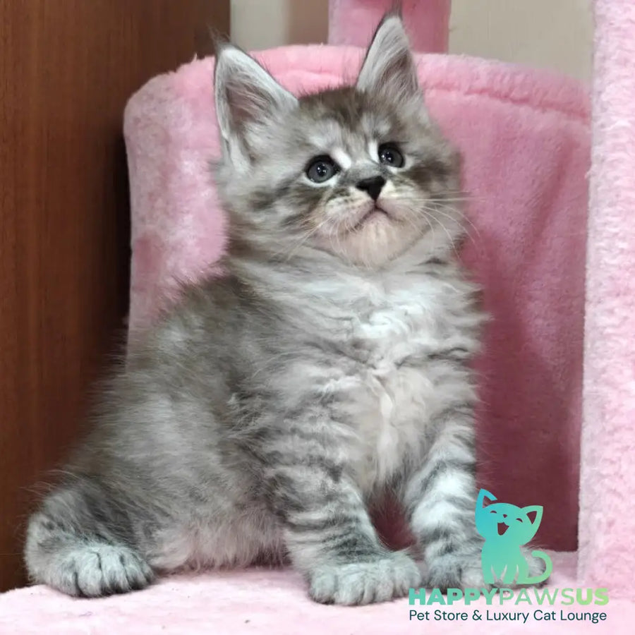 Alexander Maine Coon polydactyl 6x6x6x6 male black silver ticked tabby - live animals