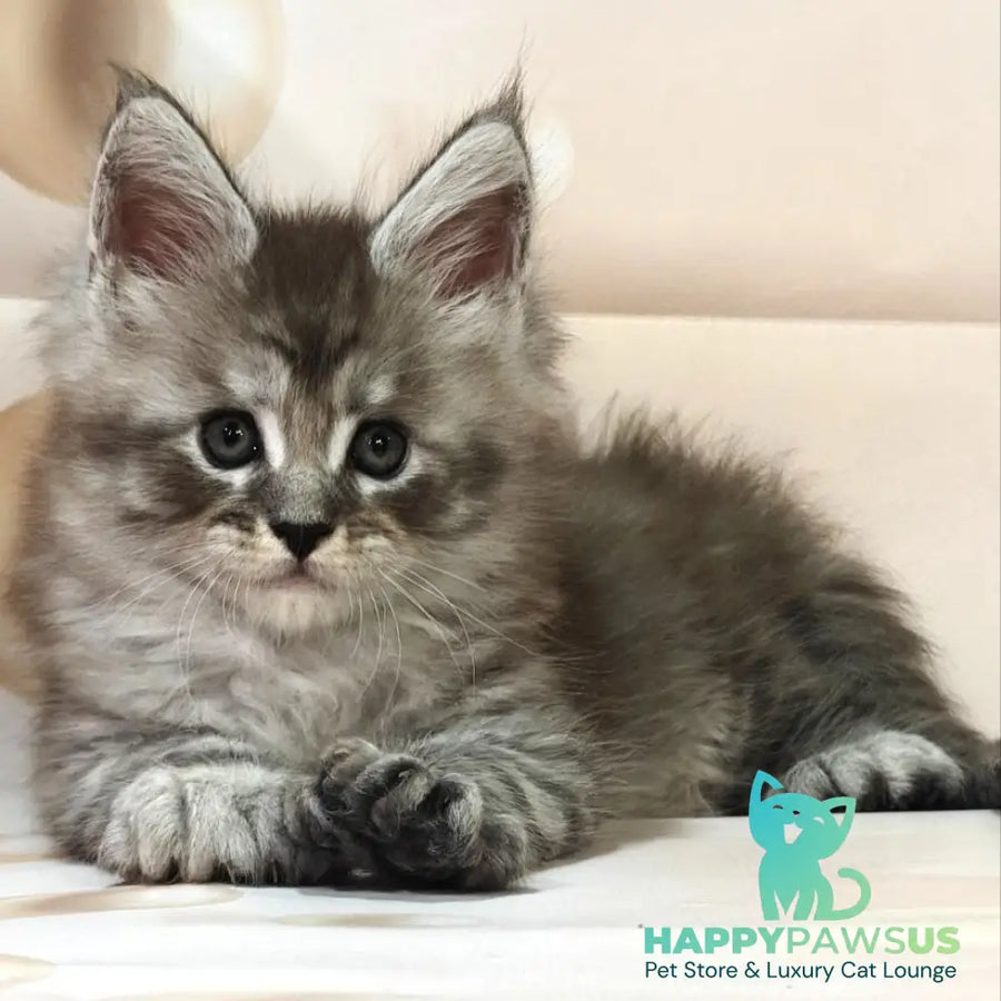 Alexander Maine Coon polydactyl 6x6x6x6 male black silver ticked tabby - live animals