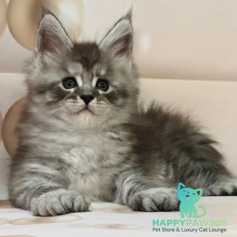 Alexander Maine Coon polydactyl 6x6x6x6 male black silver ticked tabby - live animals