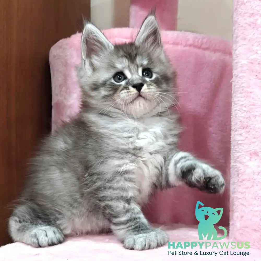 Alexander Maine Coon polydactyl 6x6x6x6 male black silver ticked tabby - live animals
