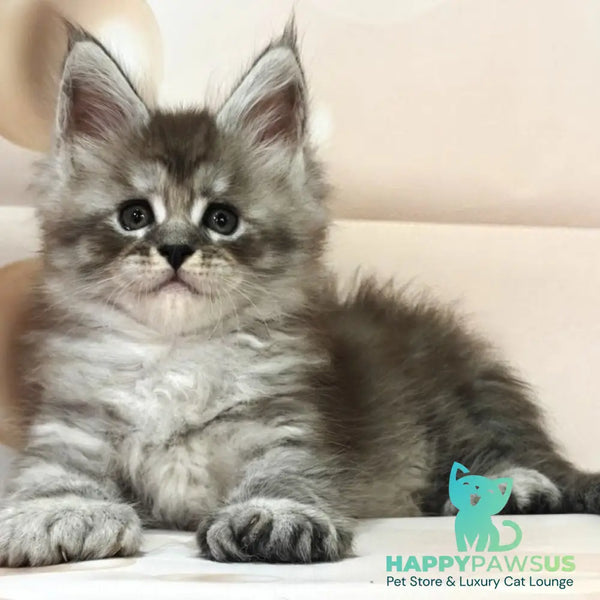Alexander Maine Coon polydactyl 6x6x6x6 male black silver ticked tabby - live animals