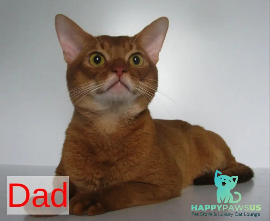 Alf Abyssinian male black - live animals
