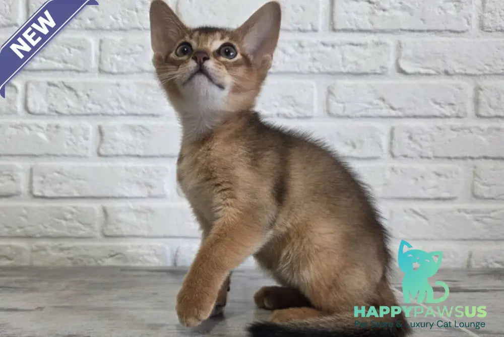 Alf Abyssinian male black - live animals