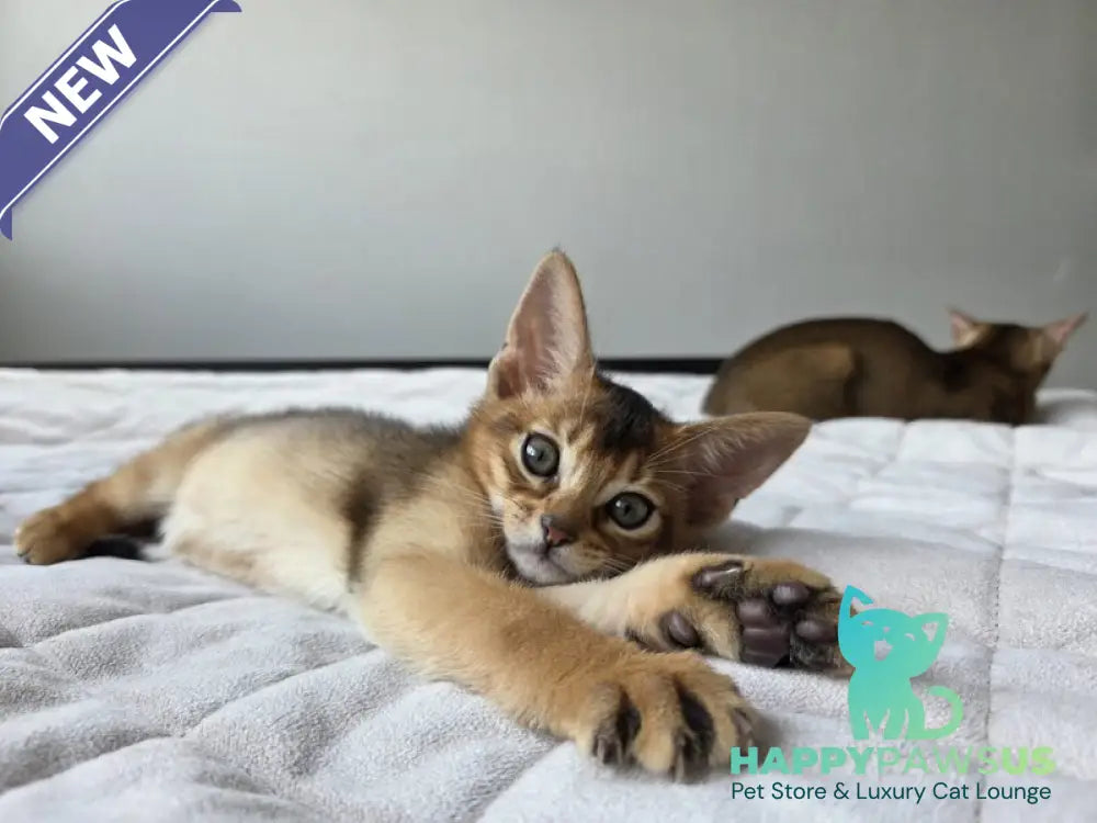 Alf Abyssinian male black - live animals