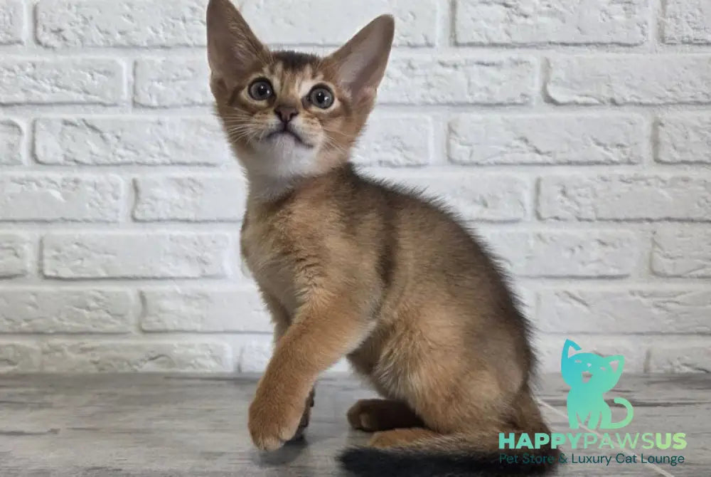 Alf Abyssinian male black - live animals