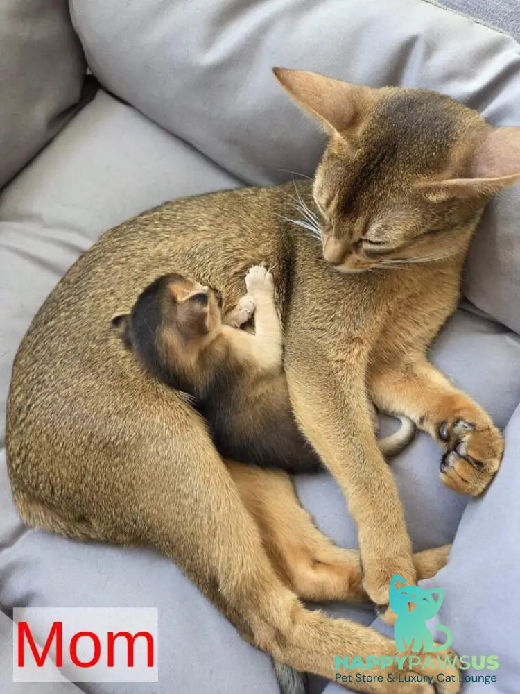 Alf Abyssinian male black - live animals
