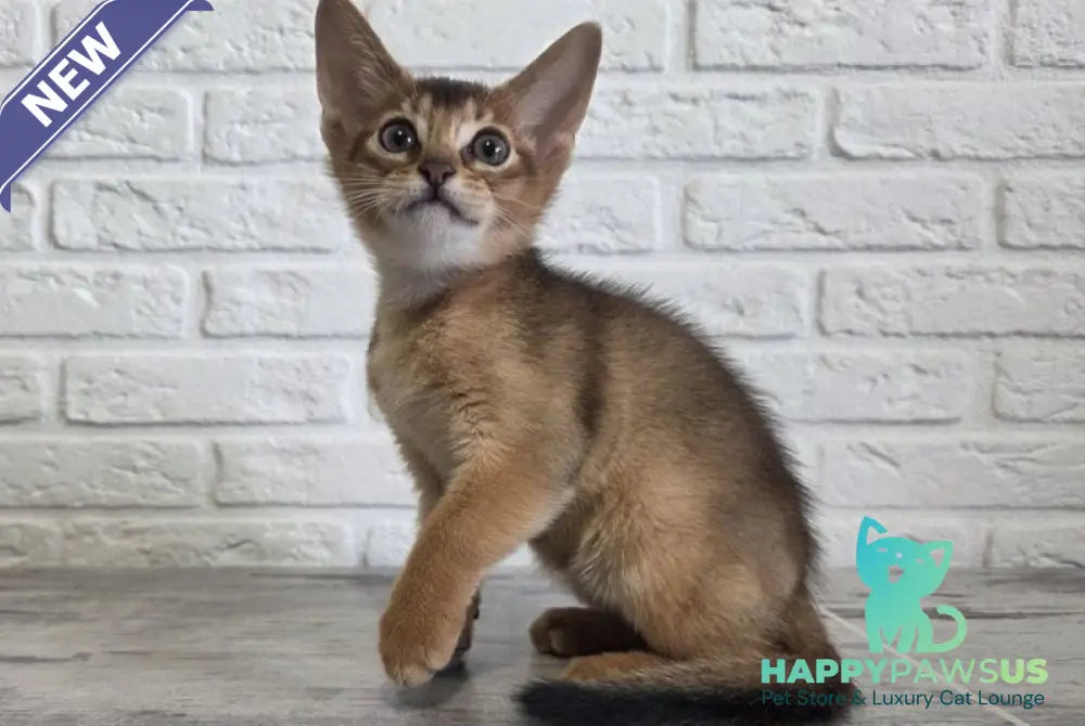 Alf Abyssinian male black - live animals