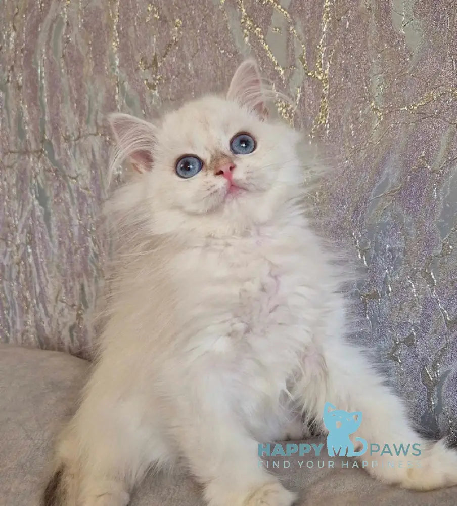 Alf British Longhair male blue golden shaded pointed live animals