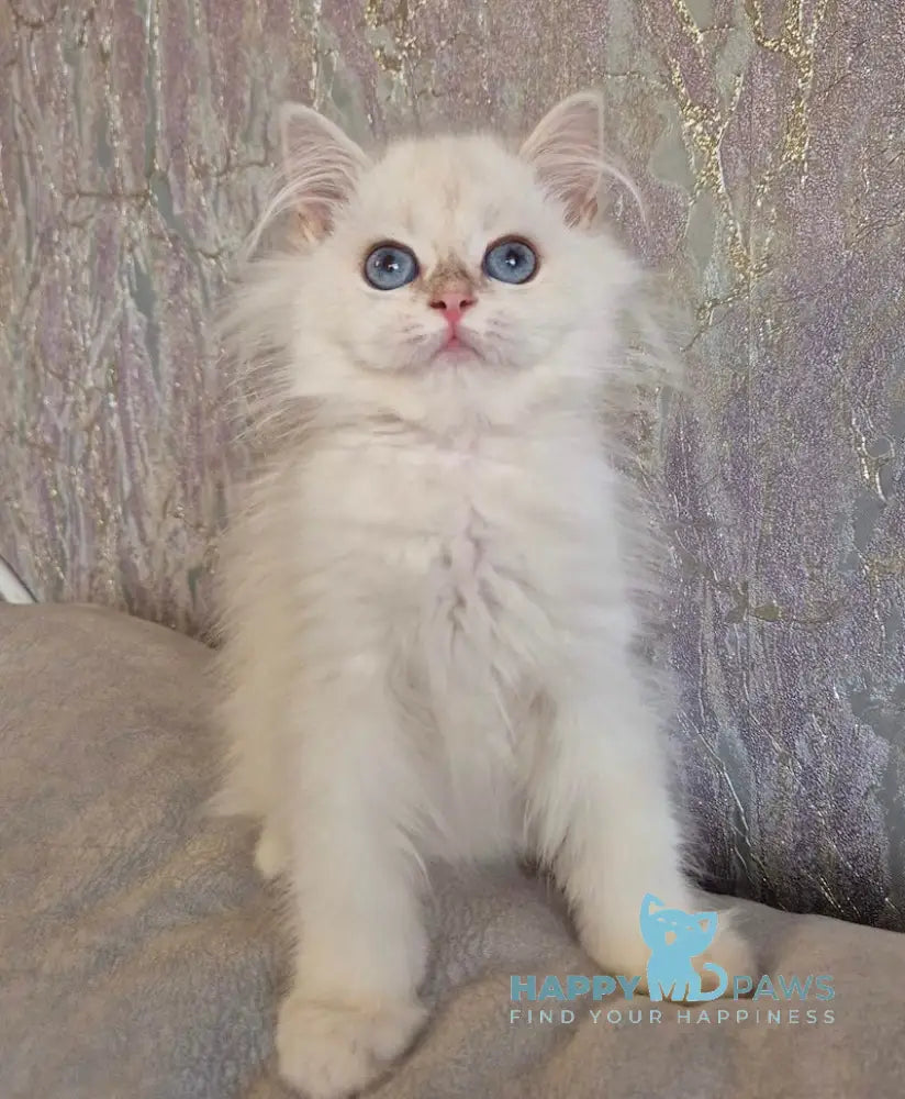 Alf British Longhair male blue golden shaded pointed live animals