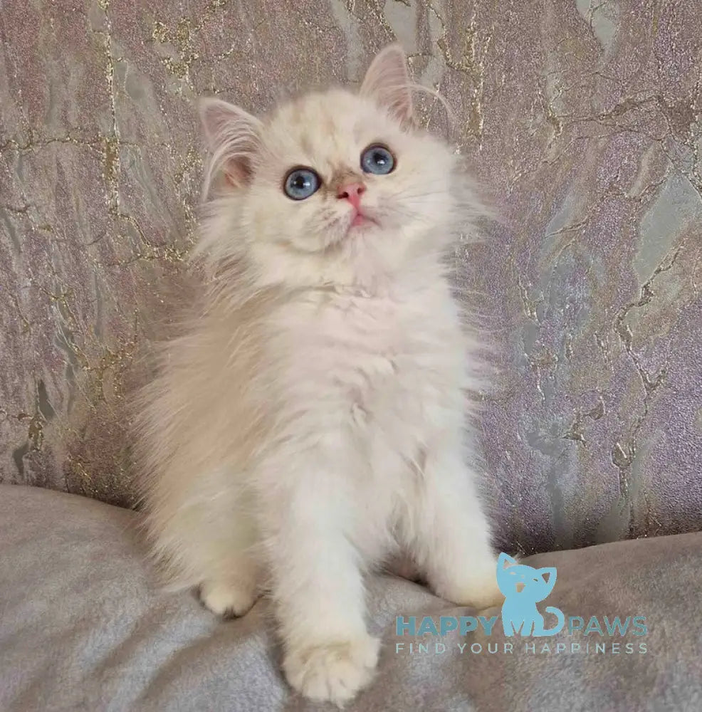 Alf British Longhair male blue golden shaded pointed live animals