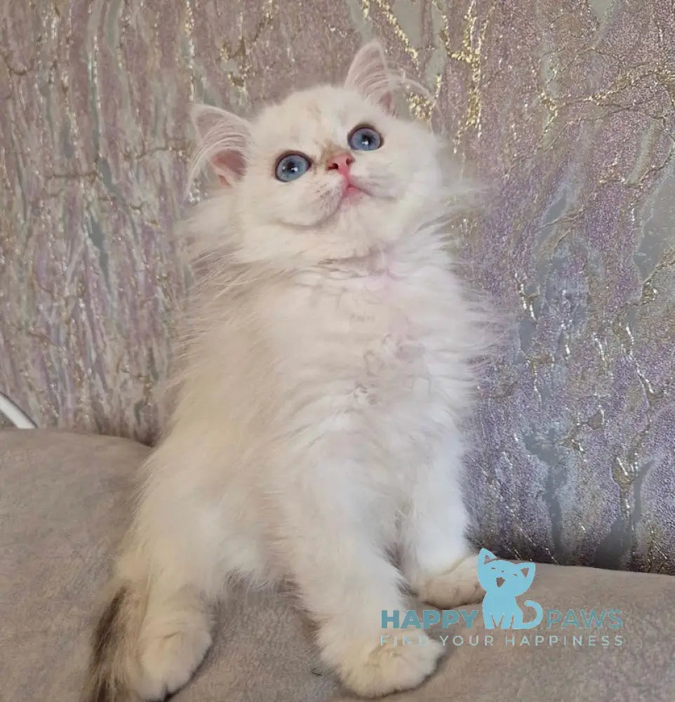 Alf British Longhair male blue golden shaded pointed live animals