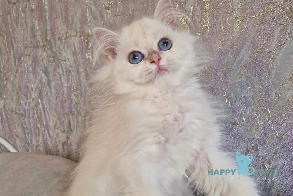 Alf British Longhair male blue golden shaded pointed live animals